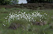 Hares-tail Cottongrass
