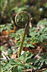 Photo ofMale-fern (Dryopteris filix-mas). Photographer: 