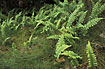 Photo ofPolypody (Polypodium vulgare). Photographer: 