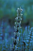 Field Horsetail with morningdew