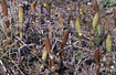Foto af Elfenbens-Padderok (Equisetum telmateia). Fotograf: 