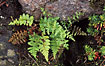 Photo ofBrittle Bladder-fern (Cystopteris fragilis). Photographer: 