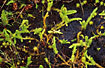 Foto af Liden Ulvefod (Lycopodiella inundata (Lycopodium inundatum)). Fotograf: 