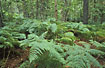 Group of Bracken in forest