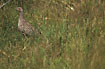 Female pheasant on grassland