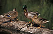 A duck family relaxe