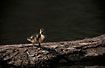 Duckling on log