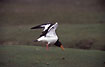 Oystercatcher in mating behaviour with lifted wings