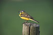 Yellow Wagtail on fencepost