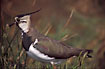 Portrait of Northern Lapwing