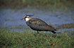 Northern Lapwing on meadow