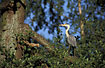 Grey Heron in tree at evening time