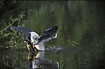 Grey Heron with head under water in fishing attempt