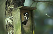Male Pied Flycatcher at nestbox