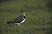 Northern Lapwing on meadow