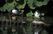 Black-headed Gulls at park lake