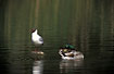 Black-headed Gull and Mallard at park lake