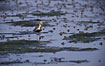 European Golden Plover on marsh