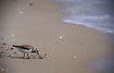 Juvenile Ruddy Turnstone fouraging on beach