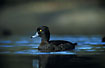Tufted Duck female at park lake