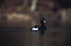 Tufted Duck male at park lake
