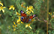 Peacock butterfly on St. Johns-wort