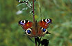 Peacock butterfly