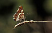Map butterfly - the sommer morph