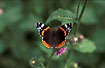 Red Admiral on thistle