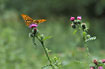Silver-washed Fritillary - male