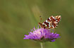 Cranberry Fritillary on Field Scabious