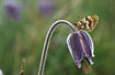 Photo ofGlanville Fritillary (Melitaea cinxia). Photographer: 