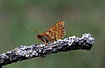 Photo ofMarsh Fritillary (Euphydryas aurinia). Photographer: 