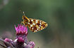 Newly hatched Small Pearl-bordered Fritillary on Spear-Thistle