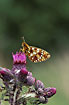 Small Pearl-bordered Fritillary on Spear-Thistle