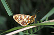 Newly hatched Small Pearl-bordered Fritillary