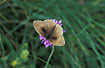 Meadow Brown - male with evident pheromone scales