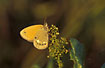 Foto af Kastaniebrunt Randje (Coenonympha glycerion). Fotograf: 
