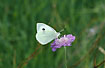 Large White - female on Field Scabious