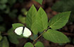 Foto af Stor Klsommerfugl (Pieris brassicae). Fotograf: 