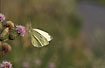 Small White on Creeping Thistle