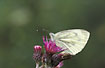 Green-veined White on Creepin Thistle