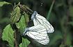 Black-veined White mating on Blackthorn