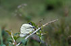 Photo ofBlack-veined White (Aporia crataegi). Photographer: 