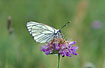 Black-veined White on Field Scabious