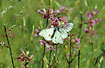 Black-veined White mating on Sticky Catchfly - male with mark from the meconium droplet