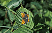 Photo ofSmall Copper (Lycaena phlaeas). Photographer: 