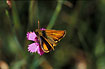 Small Skipper on Maiden Pink