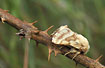 Moth of the family Lasiocampidae