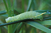 Poplar Hawk-moth larvae